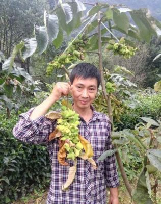 五峰鄉(xiāng)土拔尖人才 嚴(yán)高紅 在基地